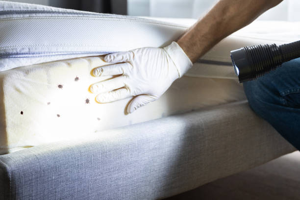 Best Local Pest Control Services  in Millers Falls, MA