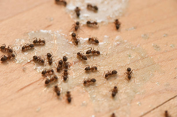 Best Pest Control Near Me in Millers Falls, MA