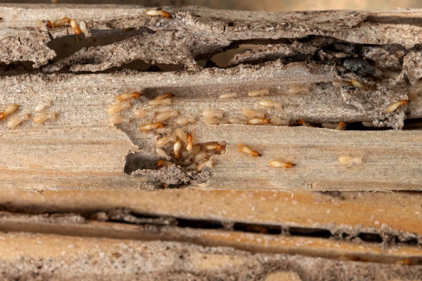 Insect Control in Millers Falls, MA